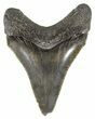 Serrated, Juvenile Megalodon Tooth - South Carolina #54142-1